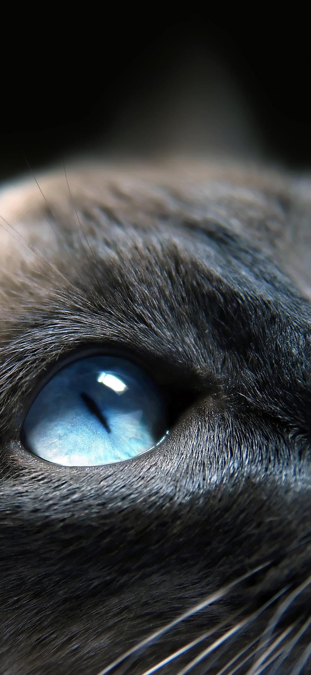 壁紙かわいい猫の放射性標識の色青い目は 画面の画像をロックし Hdモバイル壁紙 動物 壁紙