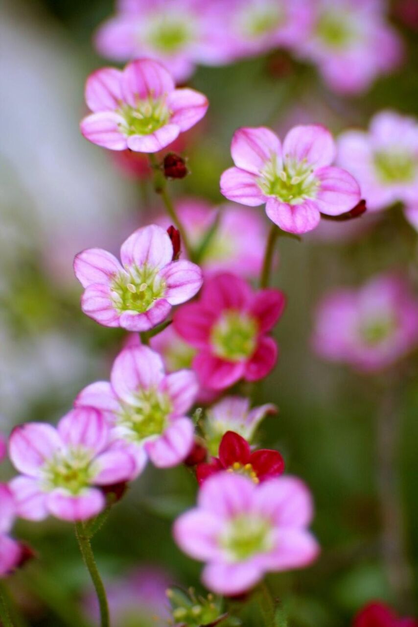 花 庭 植物 ピンク 黒のpcシーケンスの壁紙の花は 濃いピンクの花 高精細の画像は 材料を入力します 壁紙