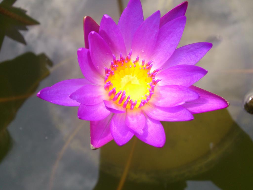 パープル ユリ 紫色の花 花 水ユリ 美しい 水ユリ 高精細の画像 Iphoneを入力壁紙ka Waいい材料 壁紙 パープル ユリ 紫色の花 花 水ユリ 美しい 水ユリ 高精細の画像 Iphoneを入力壁紙ka Waいい材料 壁紙
