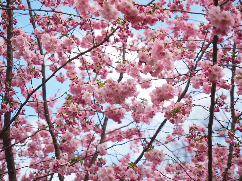 花 ピンク 木 木々や花 日本 桜 春 日本の桜の壁紙rady 高精細画像 材料入力します 壁紙