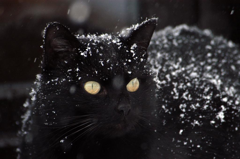猫 Iphone Se壁紙黒猫 雪 黒 動物 動物関連 無人 高精細の画像は 材料を入力します 壁紙