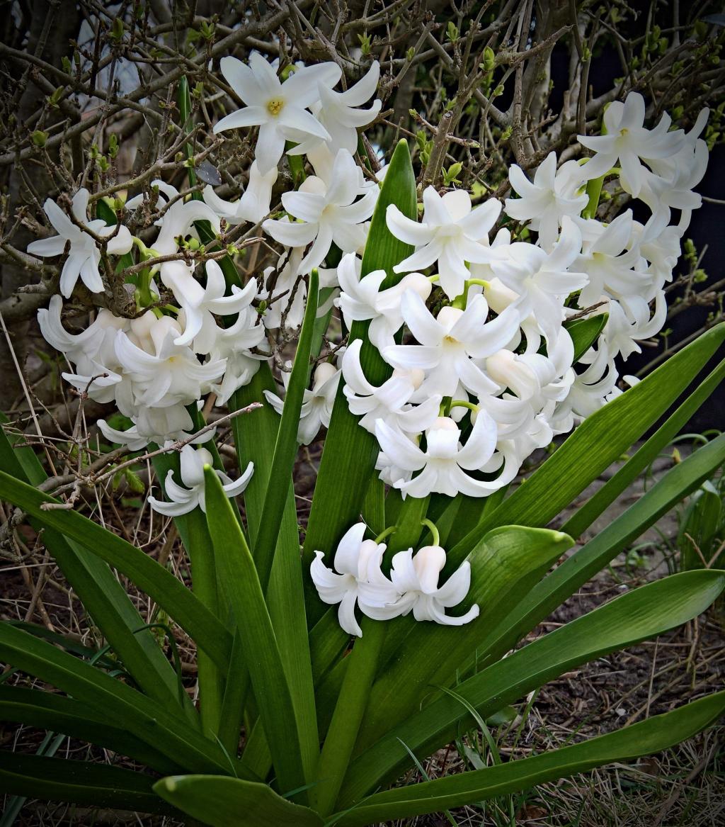 冬の壁紙植物 ヒヤシンス 花 白い花 アスパラガスの植物 花 すでに新興国 高精細の画像 材料を入力します 壁紙 冬の壁紙植物 ヒヤシンス 花 白い花 アスパラガスの植物 花 すでに新興国 高精細の画像 材料を入力します 壁紙