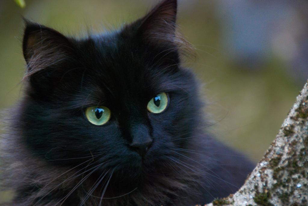 黒猫 猫 猫 飼いネコ ペット 壁紙のsuスイートliteのpu動物 かわいい 高精細画像の肖像 材料を入力します 壁紙