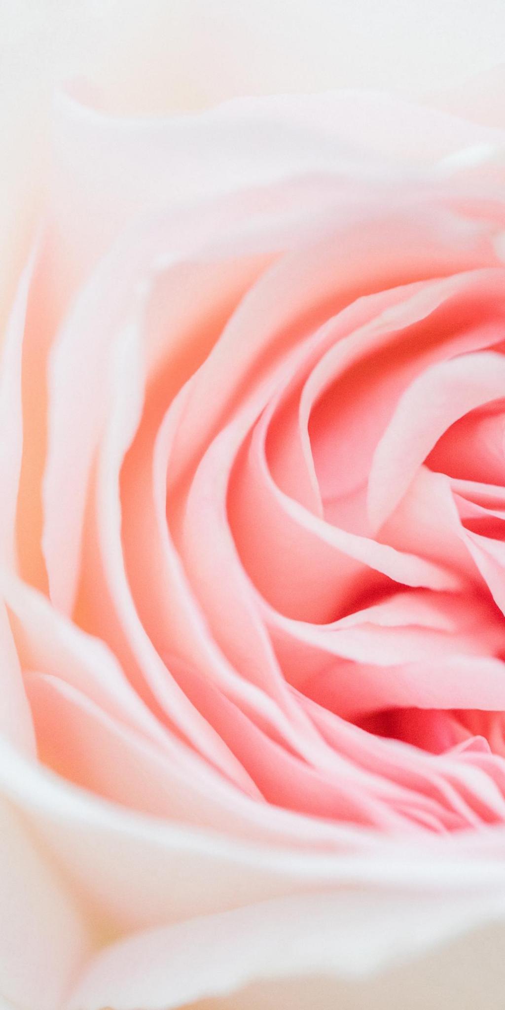 ピンクの花びらは クローズ Uグレードuはー 植物 クローズアップ壁紙 ロック画面の画像 携帯電話の壁紙を取得します 壁紙