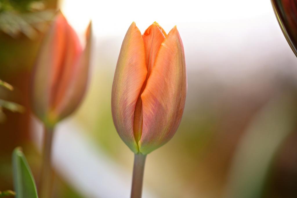 花 チューリップは オレンジ ピンクの壁紙かわいいい屋区の中心部には 色 開花 ブルーム 高精細の画像をしているra Ki 淡 材料を入力します 壁紙 花 チューリップは オレンジ ピンクの壁紙かわいいい屋区の中心部には 色 開花 ブルーム 高精細の画像をしているra Ki 淡 材料を入力します 壁紙
