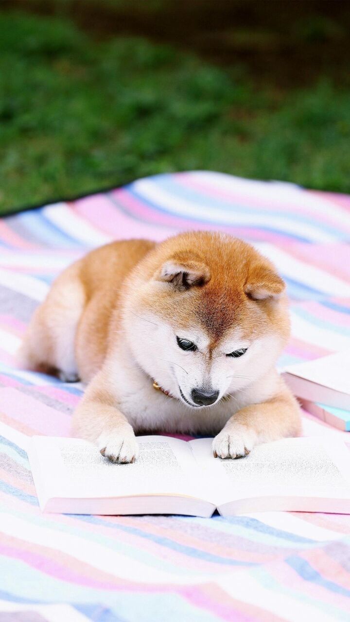 壁紙 壁紙