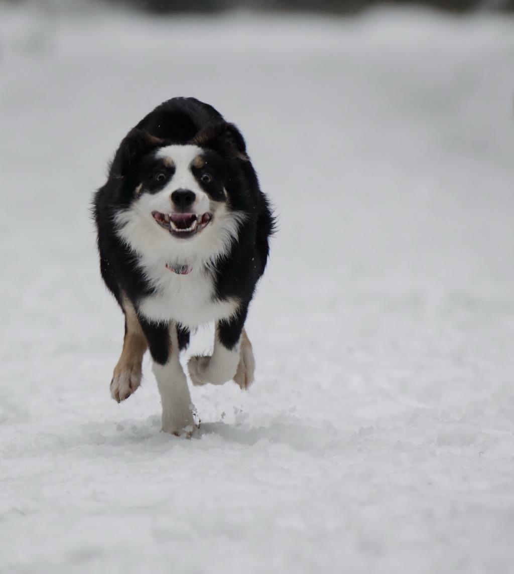 ボーダーコリー 冬 Guッカイ壁紙雪 実行している犬 犬 ペット 動物 高精細画像 材料入力します 壁紙