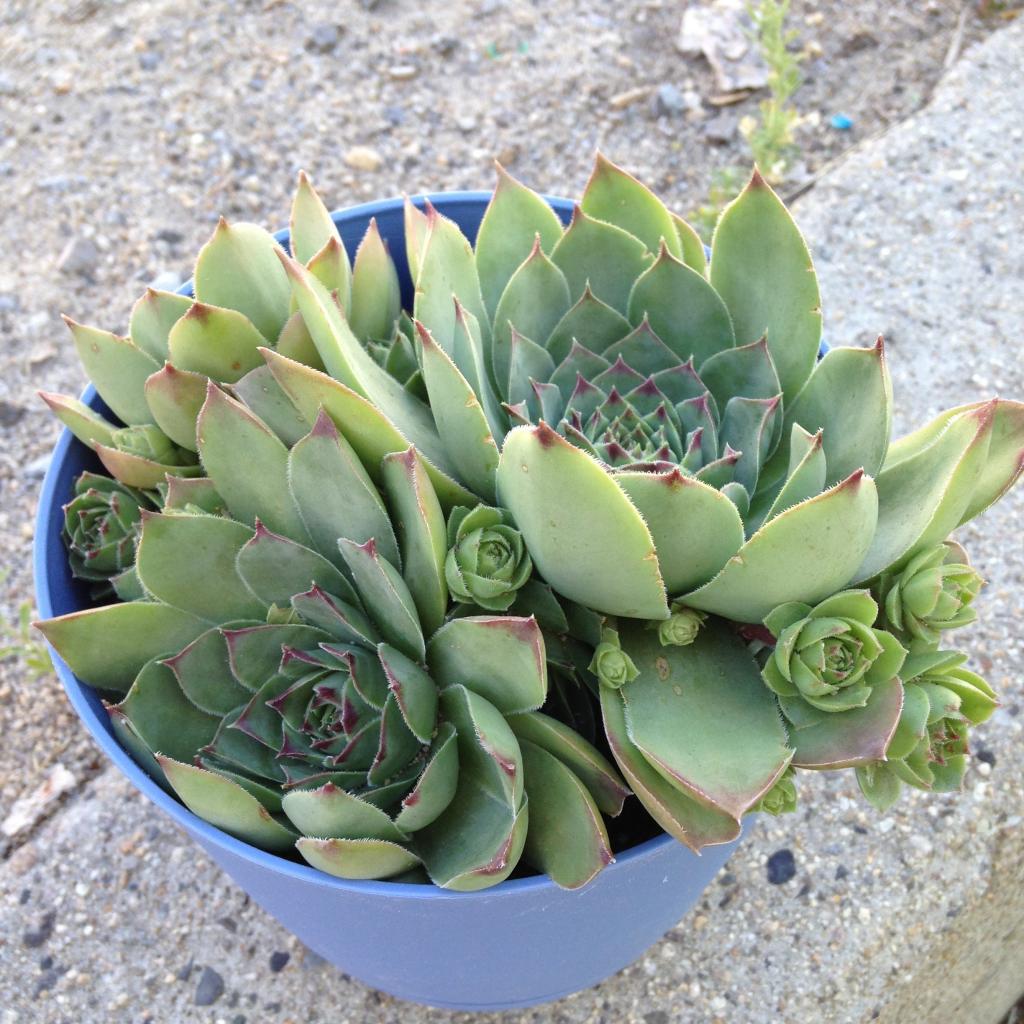 植物 多肉植物 観葉植物 庭 葉 植物 葉 シャネルの壁紙hdの写真 材料を入力します 壁紙