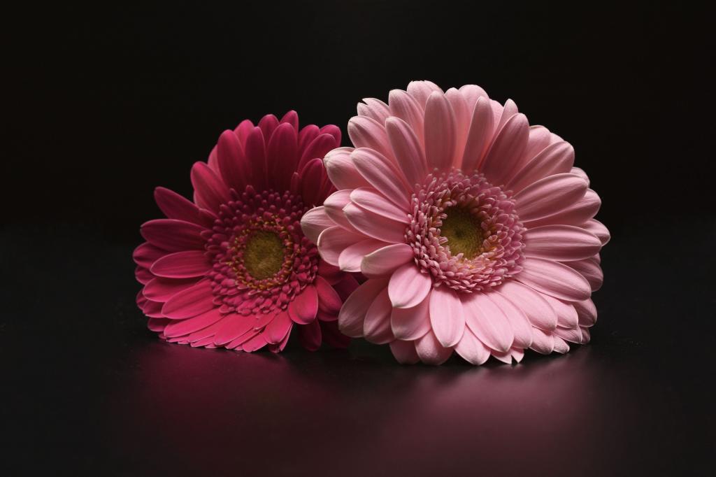 材料を入力します ガーベラ 花 ピンク デイジーは デイジーグレードは壁紙 花びら 花 高精細画像持つイ掲載しました 壁紙