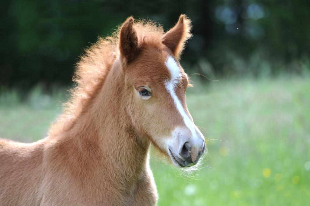子馬 コルトアイスランド アイスランド馬 かわいい 馬 甘い 動物 高ideアヒカル鮮明な画像の壁紙 材料を入力します 壁紙