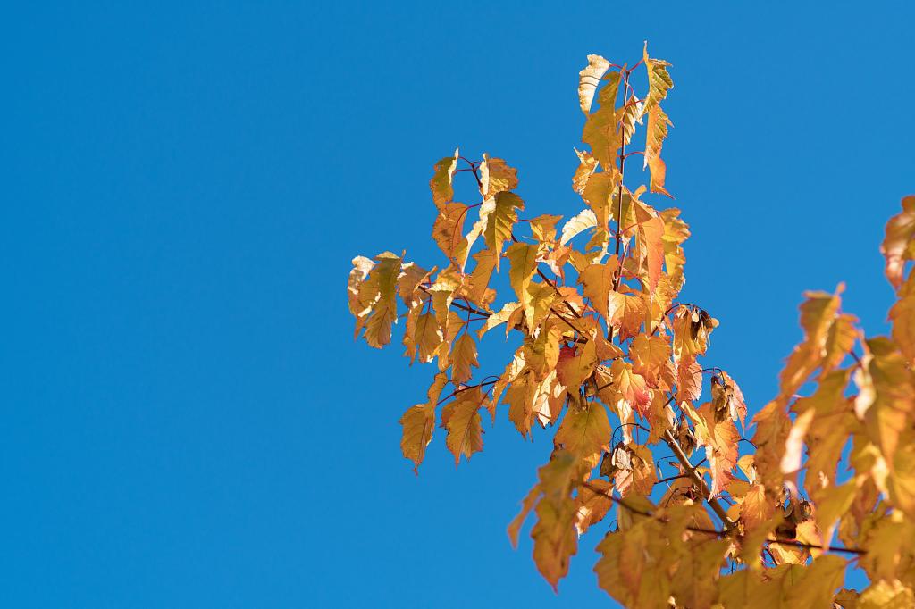 葉は 秋 早く 空 青 秋の葉 秋のstussyの壁紙 高精細画像 材料入力します 壁紙