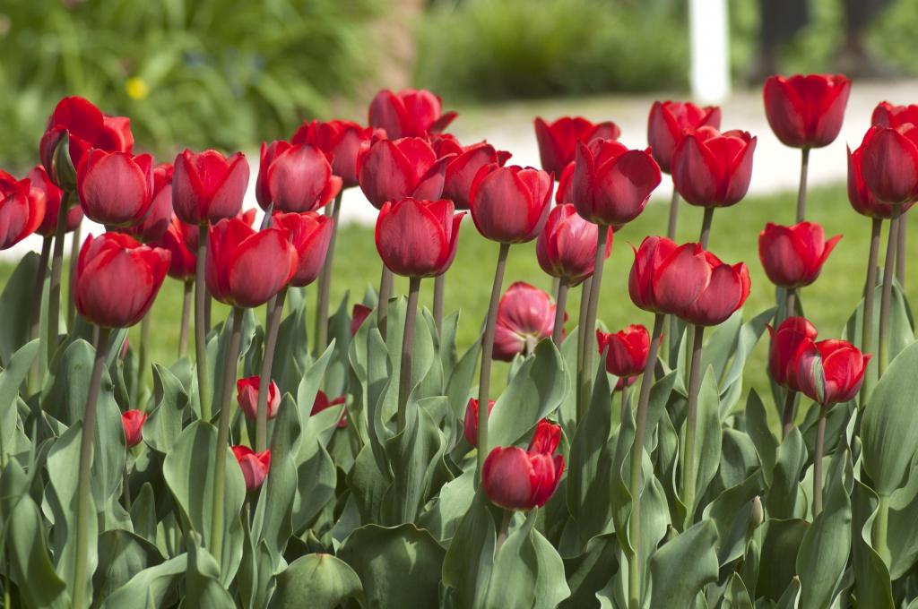 チューリップ 花 素敵ない韓国の壁紙 赤 葉 春のチューリップ 春 花びら 高精細の画像は 材料を入力します 壁紙