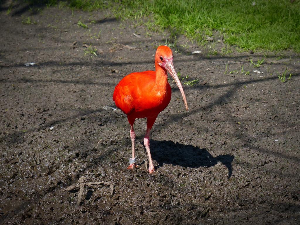 材料を入力します 赤はイki 鳥 赤トキ オレンジ 高精細画像ナ イビスイビス 長いくちばし 曲がったくちばし壁紙 壁紙 材料を入力します 赤はイki 鳥 赤トキ オレンジ 高精細画像ナ イビスイビス 長いくちばし 曲がったくちばし壁紙 壁紙