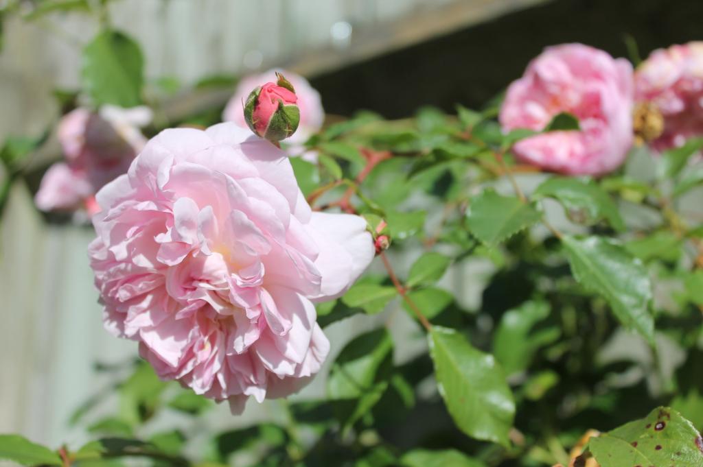 ピンクのバラは 茂み 春 Iphone Xとダイアナnaaƒÿlecの壁紙の花 庭 アウトドア 自然 高精細画像をバラ 材料を入力します 壁紙