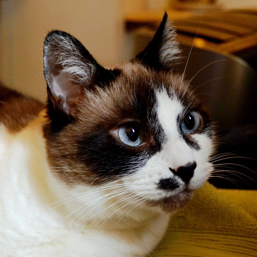 猫 キティ ペット 動物 かわいい 国内の花iphoneの壁紙 ネコ 高精細の画像は 材料を入力します 壁紙 猫 キティ ペット 動物 かわいい 国内の花iphoneの壁紙 ネコ 高精細の画像は 材料を入力します 壁紙