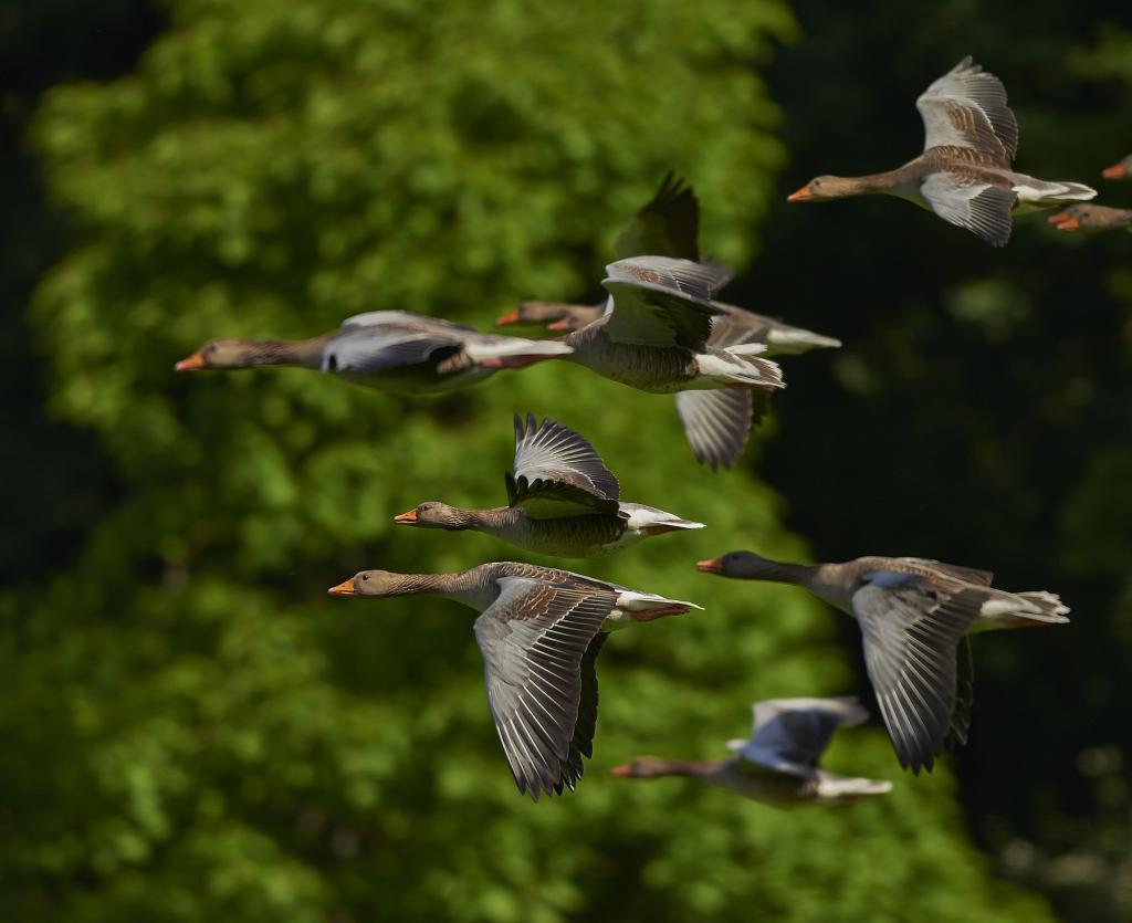 鳥 カナダのガチョウ ガチョウの羽 ガチョウ ビル里nn区白い動物 水 高精細の画像壁紙 材料入力します 壁紙 鳥 カナダのガチョウ ガチョウの羽 ガチョウ ビル里nn区白い動物 水 高精細の画像壁紙 材料入力します 壁紙