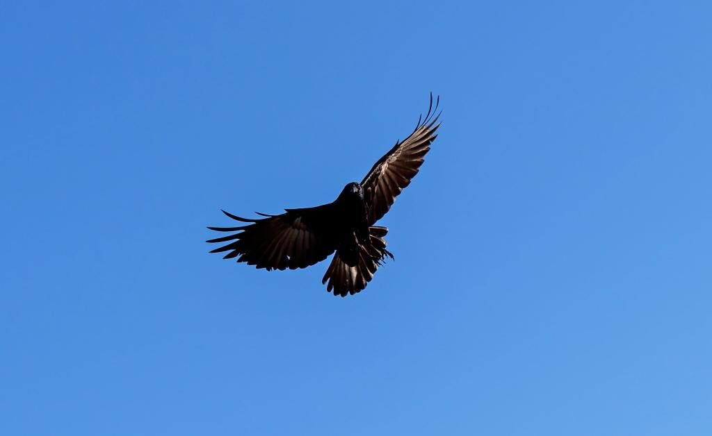 アメリカカラス 飛行 アベニュー 動物 動物 羽 鳥 高精細の画像 緑の壁紙車のバック材料 壁紙