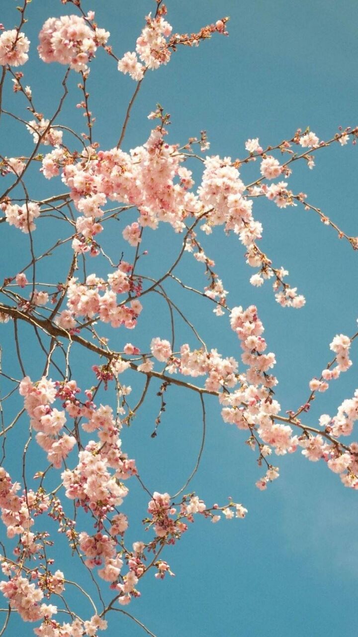 桜の木 ロック画面の画像 スター壁紙機械 プラント壁紙手シャンク 壁紙 桜の木 ロック画面の画像 スター壁紙機械 プラント壁紙手シャンク 壁紙