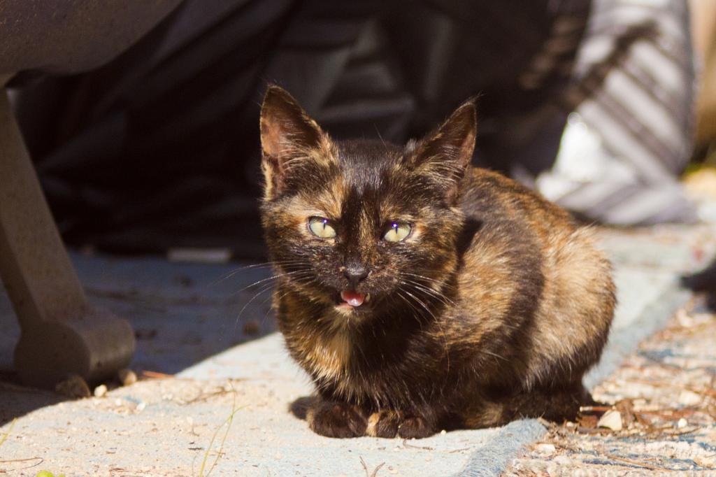 猫 動物 小さな 黒い猫壁紙pc ペット 家の猫 ペット 高精細の画像は 材料を入力します 壁紙