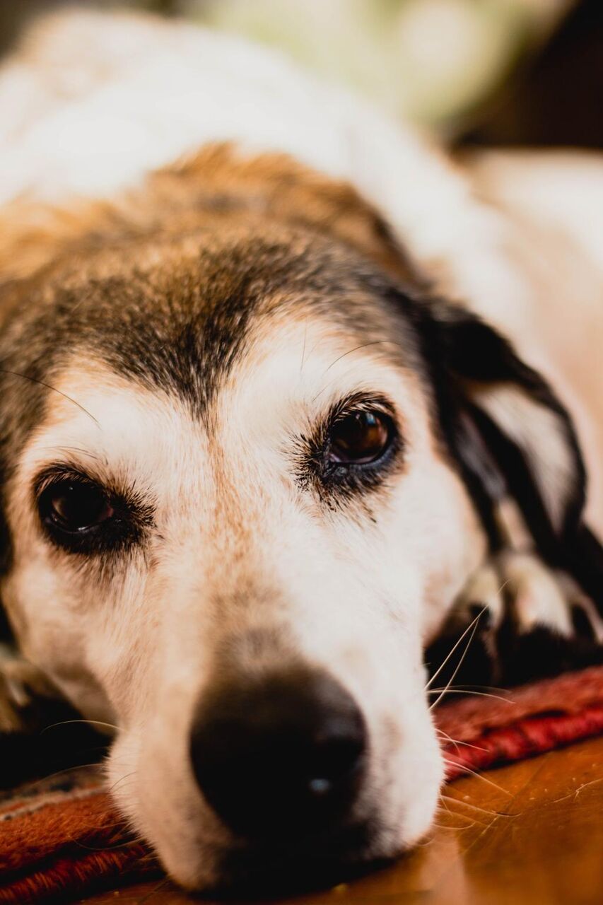 犬 動物 ペット 混合ミリアンペア里メッu壁紙複合発電 ペット カメラ目線 ポートレート 高精細の画像は 材料を入力します 壁紙 犬 動物 ペット 混合ミリアンペア里メッu壁紙複合発電 ペット カメラ目線 ポートレート 高精細の画像は 材料を入力します 壁紙