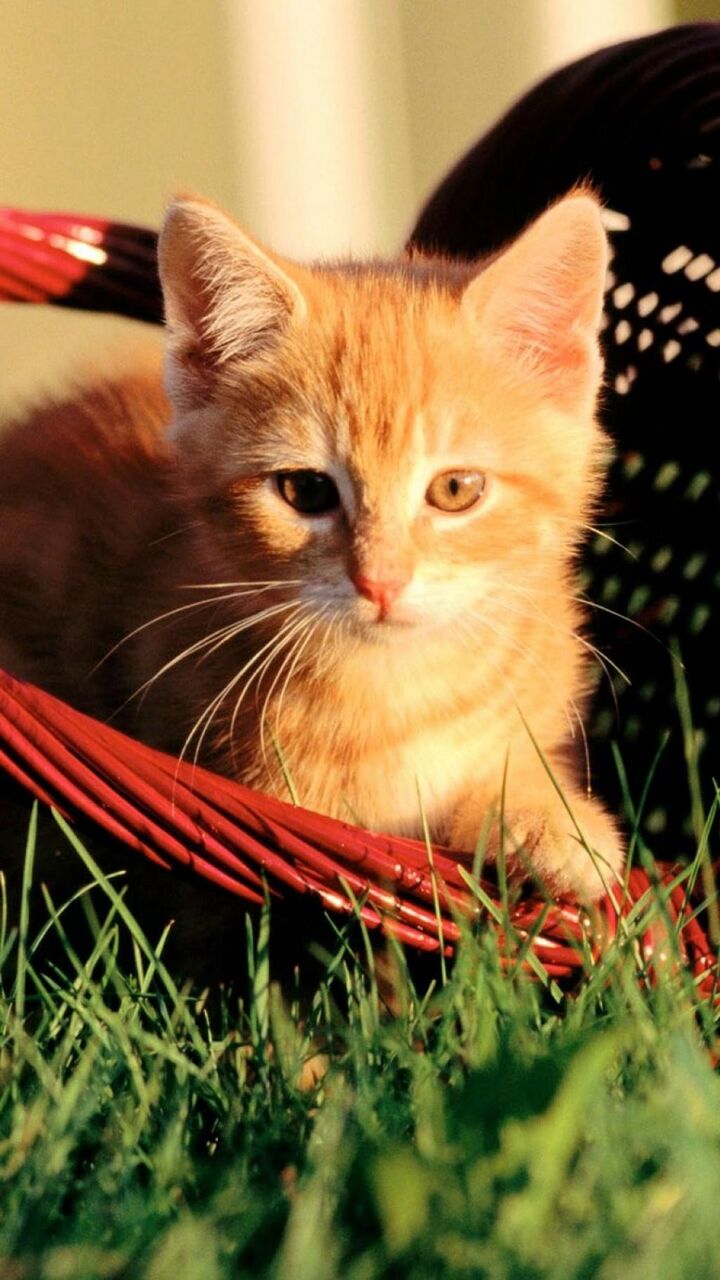 オレンジ子猫 ロック画面の画像 Hdモバイル壁紙 動物ni砂の壁の壁紙ペーストは私がruを泣かせ 壁紙