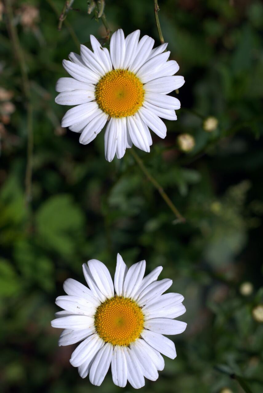 ヒナギク 白pcは区の壁紙シート 花 庭 白 黄色 雄しべ 高精細動画は 材料を入力します 壁紙 ヒナギク 白pcは区の壁紙シート 花 庭 白 黄色 雄しべ 高精細動画は 材料を入力します 壁紙