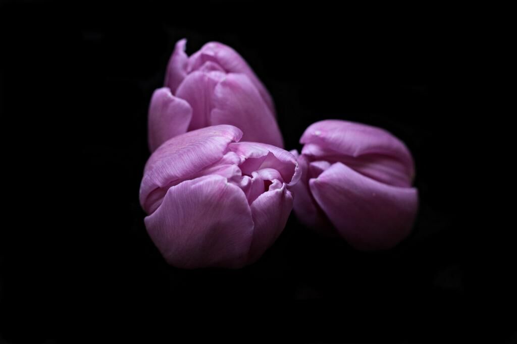 チューリップ 花 ウコンiphone6壁紙お市ゃ私の海外の花 チューリップヘッド 黒の背景 紫 紫 高精細画像を叫びは 材料を入力します 壁紙