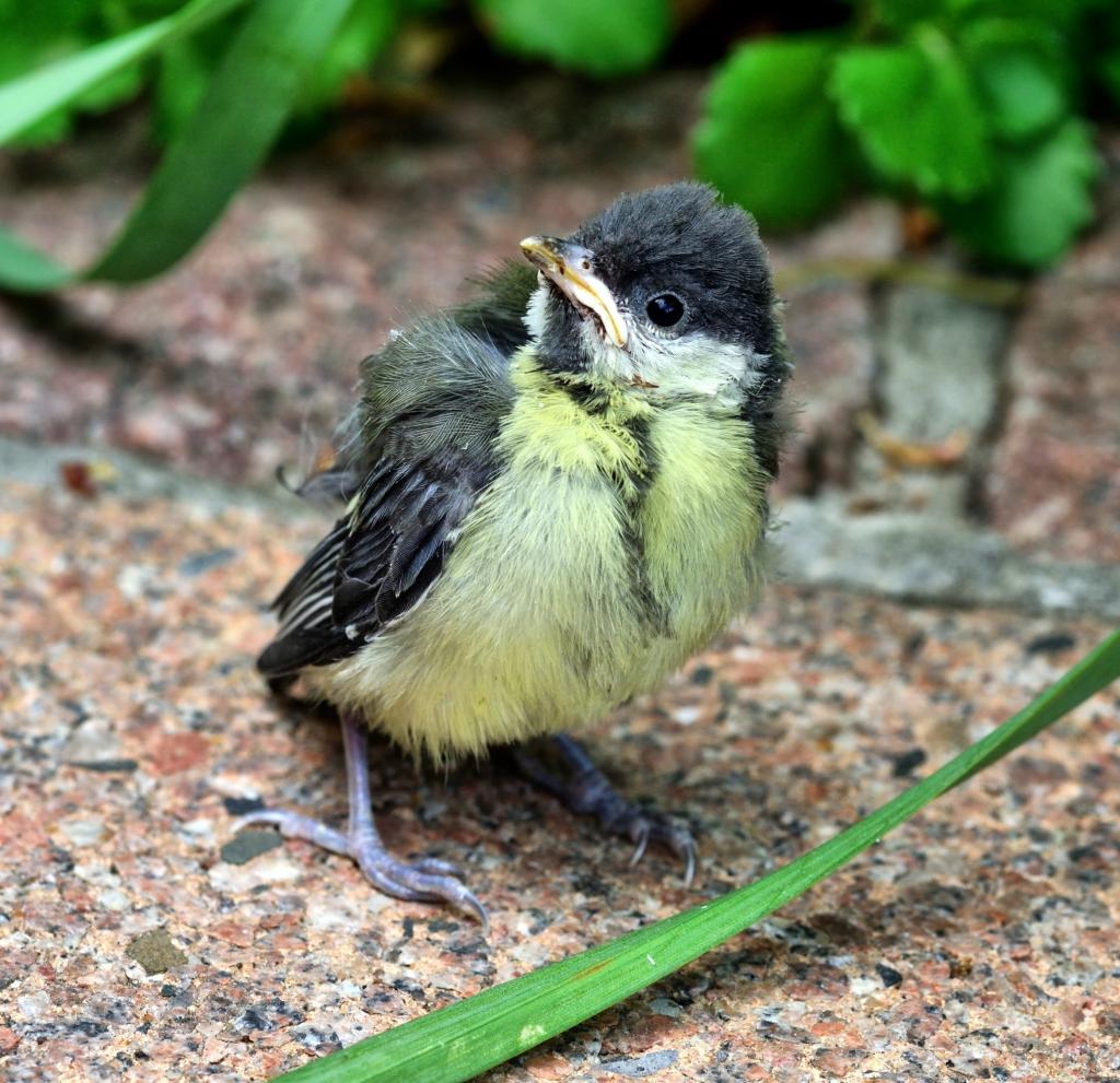 おっぱい 鳥 自然 幸いse Buの壁紙動物の呼び出しをめざし 高精細の画像は 材料を入力します 壁紙