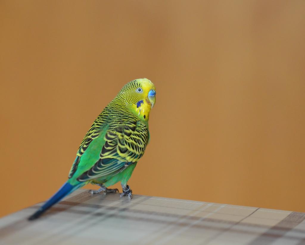 セキセイ インコ 壁紙 私の個人ブログ セキセイ インコ 壁紙 私の個人ブログ