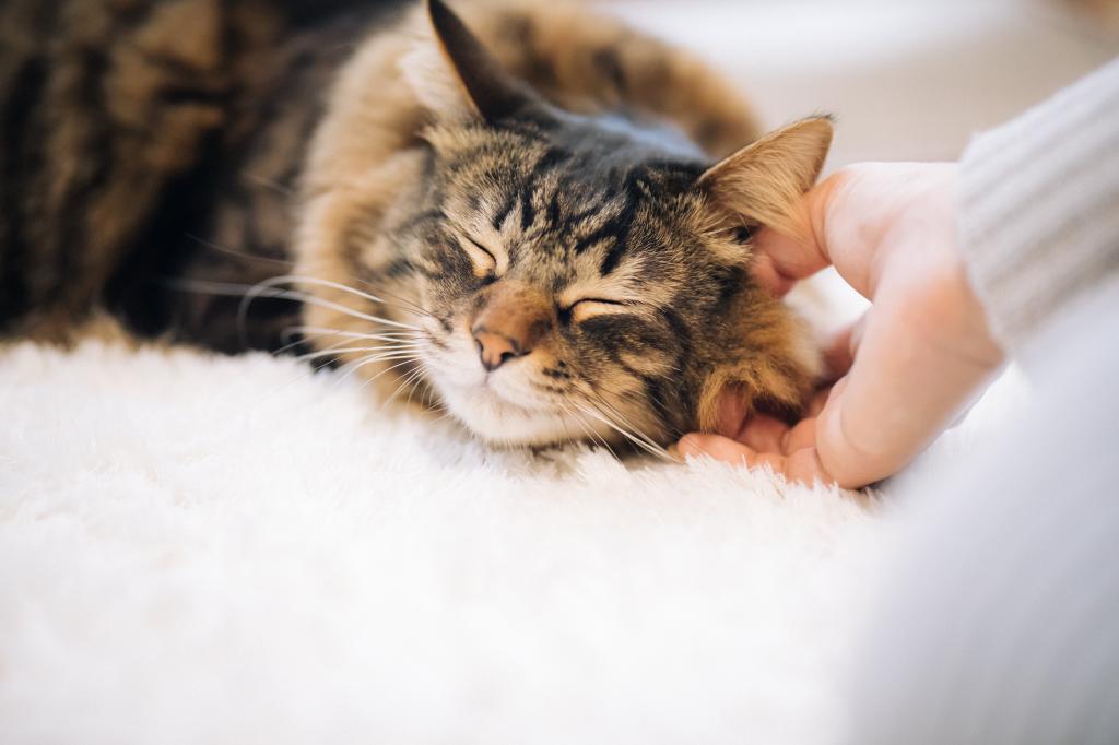 足元で寝ている猫をふれあい 高精細の画像 背面の壁紙犬の車の材料 壁紙 足元で寝ている猫をふれあい 高精細の画像 背面の壁紙犬の車の材料 壁紙