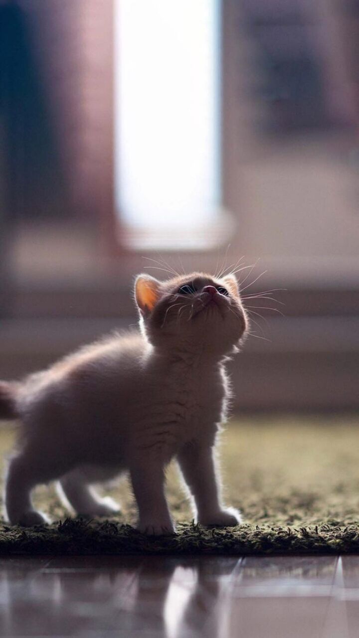 安室奈美恵ナミめぐみの壁紙はiphoneのソフト孟猫 ロック画面の画像 Hdモバイル壁紙 動物を愛することができます 壁紙