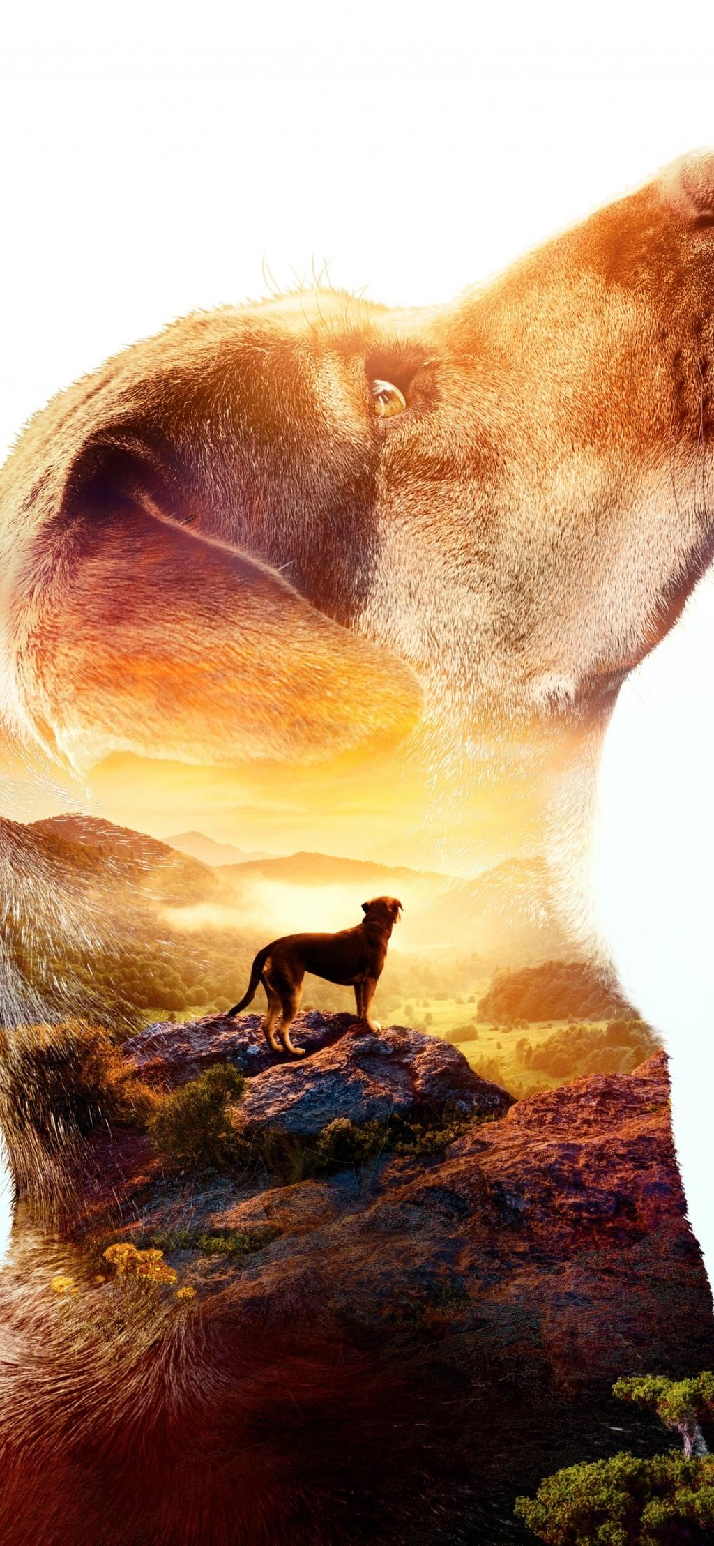 犬ウェイバックホームa犬のウェイ ホーム 19 ロック画面の壁紙風景写真 Hdの携帯電話の壁紙 映画スティルス 壁紙