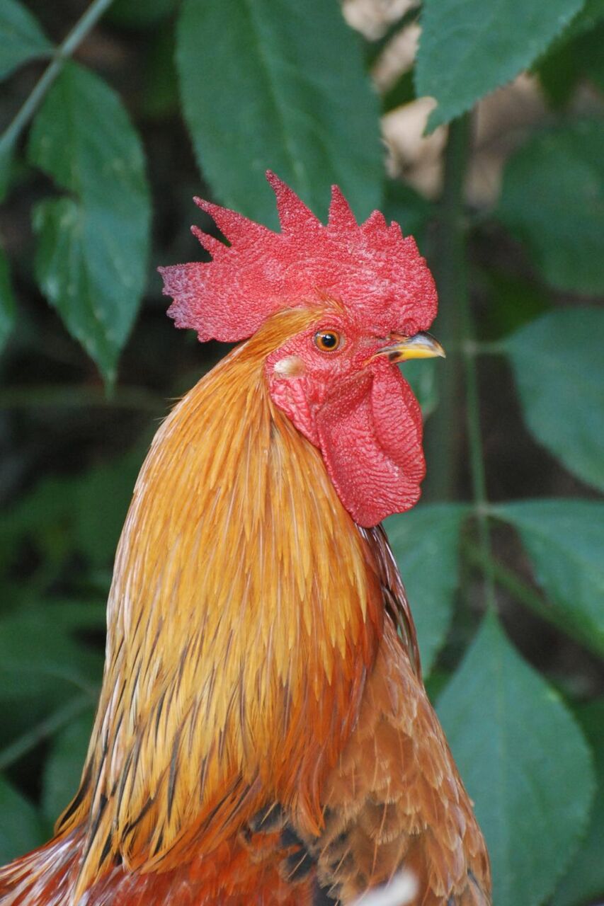 公共a里ア壁紙鶏 動物 自然は 高精細の画像 材料を入力します 壁紙
