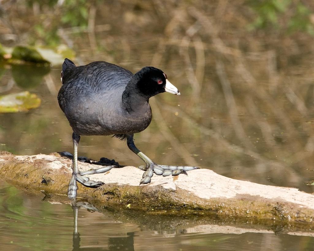 米国のトップ 鳥 野生lite Buの壁紙xperia動物 自然 水鳥 水生 湿地 高精細画像 材料入力します 壁紙 米国のトップ 鳥 野生lite Buの壁紙xperia動物 自然 水鳥 水生 湿地 高精細画像 材料入力します 壁紙