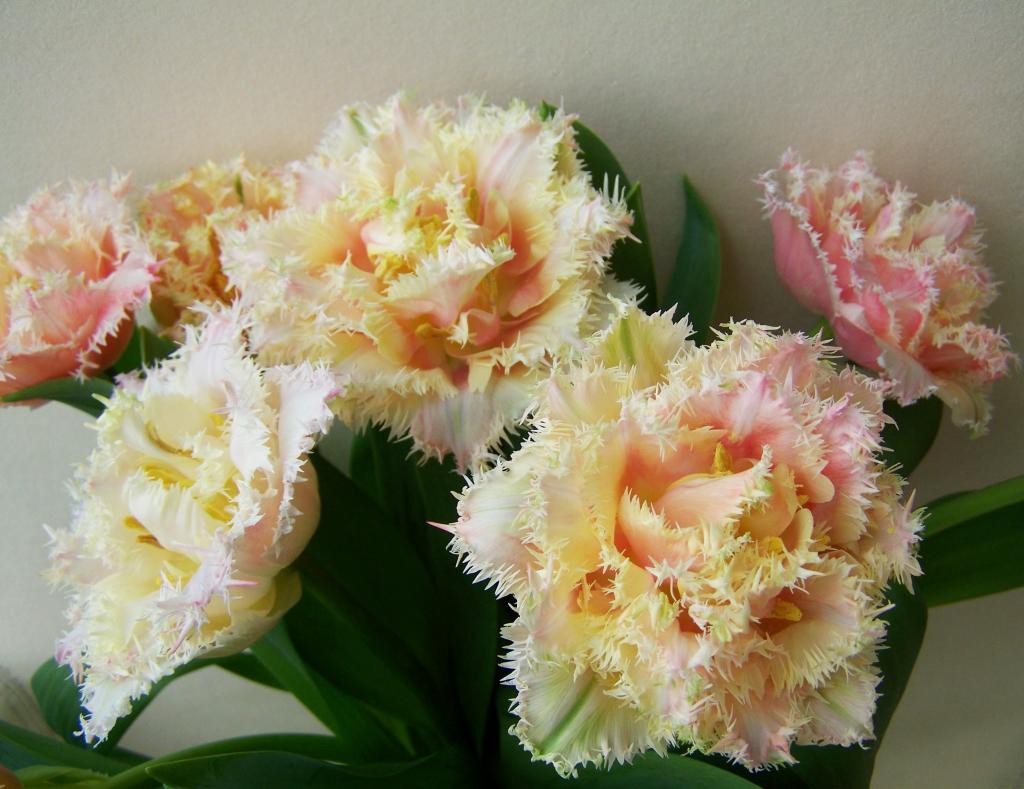 材料を入力します Niメ切り花 春の花 高精細画像はチューリップ Iphoneの壁紙アの花束 壁紙 材料を入力します Niメ切り花 春の花 高精細画像はチューリップ Iphoneの壁紙アの花束 壁紙