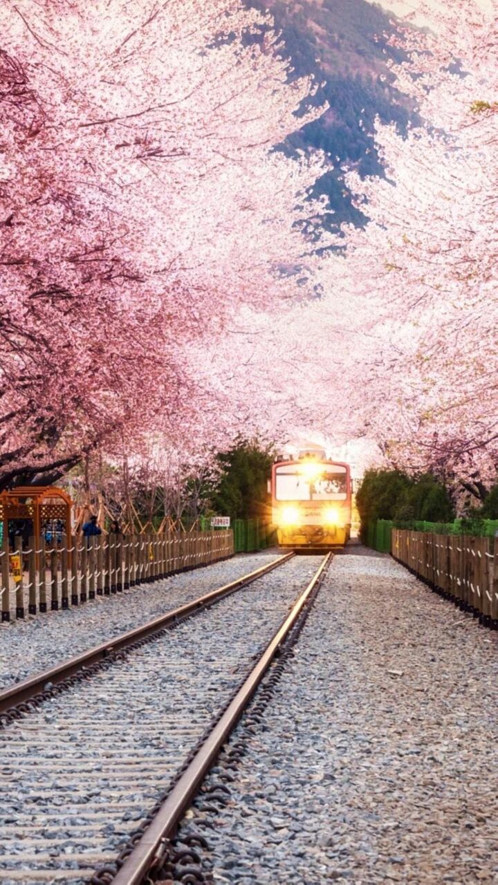さくら世界の都市鉄道 ロック画面の画像 区アniメ移動風景の壁紙 携帯電話の壁紙のhd Iphone 壁紙 さくら世界の都市鉄道 ロック画面の画像 区アniメ移動風景の壁紙 携帯電話の壁紙のhd Iphone 壁紙