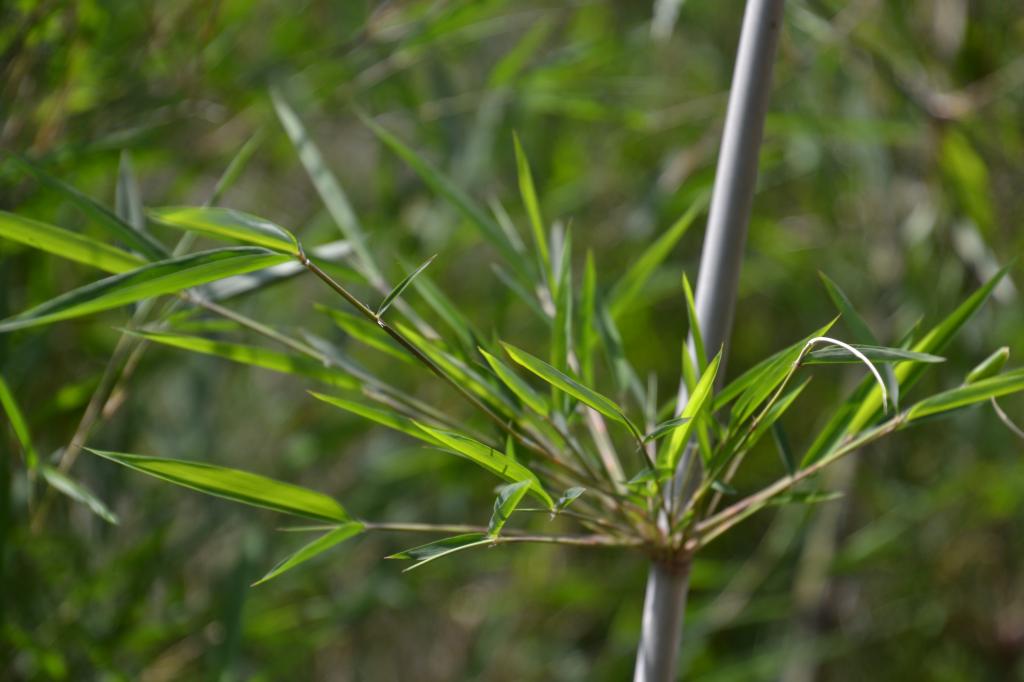 竹 植物 壁紙iphoneアniメ緑 葉 自然 高精細の画像 材料を入力します 壁紙