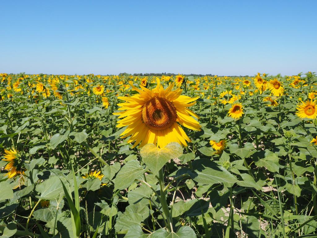ひまわり ひまわり畑 ひまわり 花 自然 植物 赤 壁紙を開花 高精細画像は 材料を入力します 壁紙 ひまわり ひまわり畑 ひまわり 花 自然 植物 赤 壁紙を開花 高精細画像は 材料を入力します 壁紙