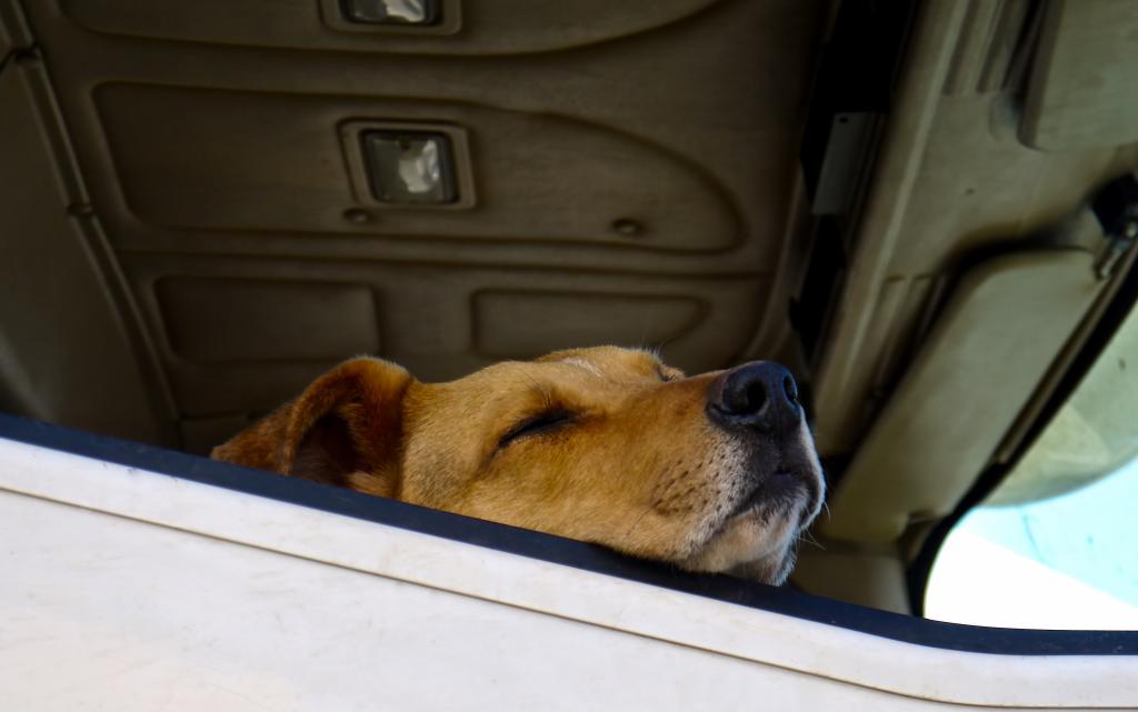 車の窓で眠っている犬 高精細画像 無地壁紙iphone Ko Kaいいっ材料を入力します 壁紙