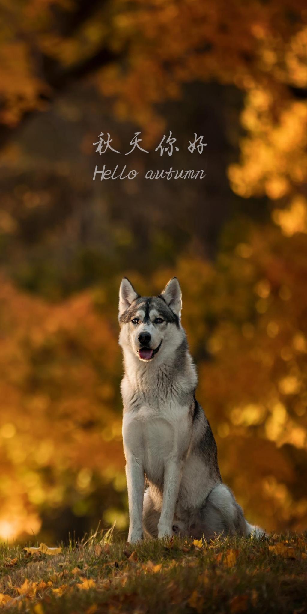 こんにちは 秋のハスキー ロック画面の画像 紫のhdの壁紙携帯電話の壁紙 風景 壁紙