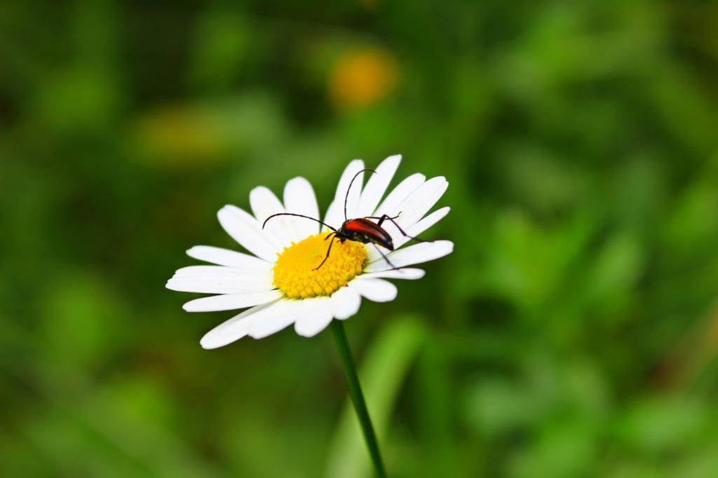カモミール カブトムシ 花 夏 日当たりの良い 自然 黒の壁紙のhd画像は 材料を入力します 壁紙 カモミール カブトムシ 花 夏 日当たりの良い 自然 黒の壁紙のhd画像は 材料を入力します 壁紙