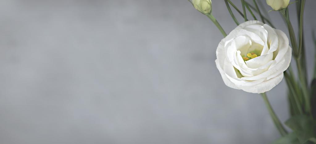 ベルフラワー 花 開花 満開 白iphone壁紙ka Waいい 白い花 花びら 高精細の画像 材料を入力します 壁紙