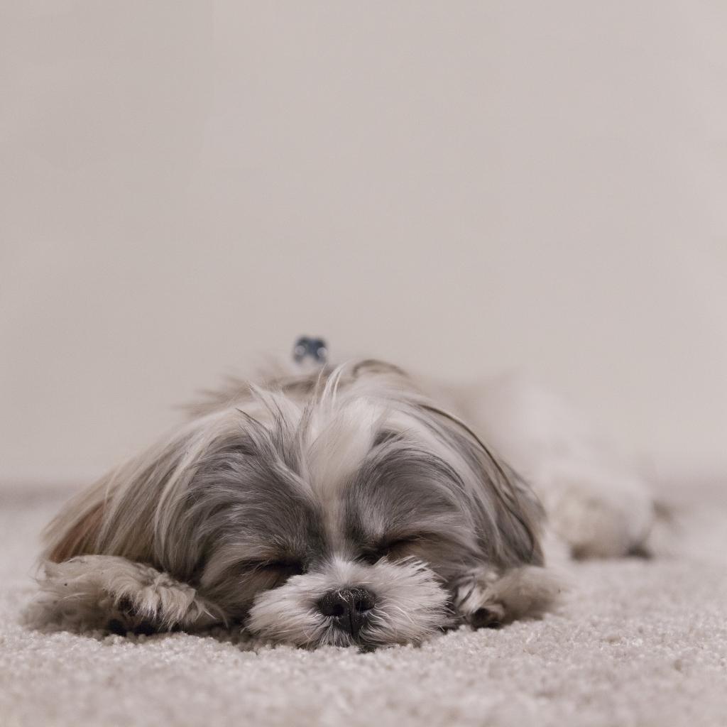 犬 眠っている 美しさ ペット 犬 ビデオゲームィー危険ni Iphoneの壁紙 動物 かわいい 高精細画像 入力材料 壁紙