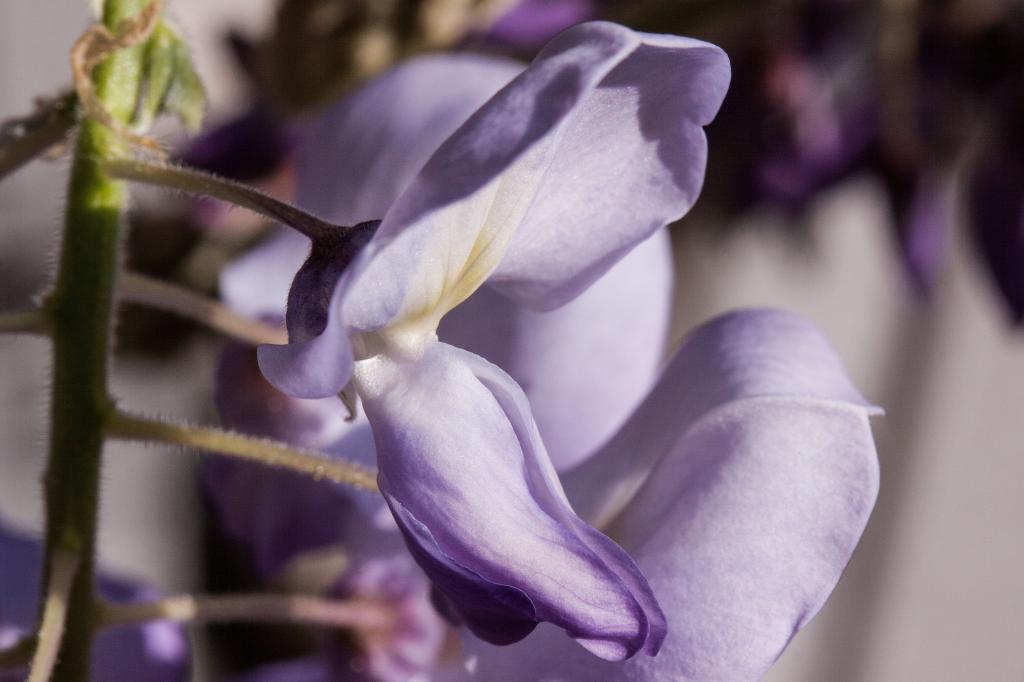 ブルー 雨 藤 Wisterien Glycinenミリアンペア里メッu壁紙iphone Ticular 花 マクロ 高精細の画像は 材料を入力します 壁紙 ブルー 雨 藤 Wisterien Glycinenミリアンペア里メッu壁紙iphone Ticular 花 マクロ 高精細の画像は 材料を入力します 壁紙