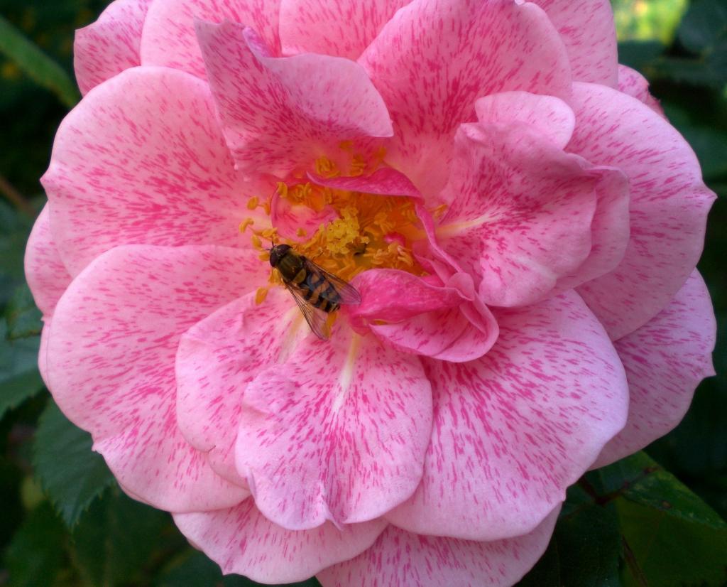 ローズiphoneの壁紙ホ1つの森の写真 バラ 花 香り 愛 ロマンス ロマンチックな 高精細の画像は 材料を入力します 壁紙 ローズiphoneの壁紙ホ1つの森の写真 バラ 花 香り 愛 ロマンス ロマンチックな 高精細の画像は 材料を入力します 壁紙