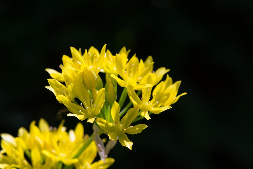 グリッター アリウムモリブデン ヒガンバナ科 花 開花 満開 黄色 Hdの壁紙黒のシリコーンnn Puヒカル 材料を入力します 壁紙