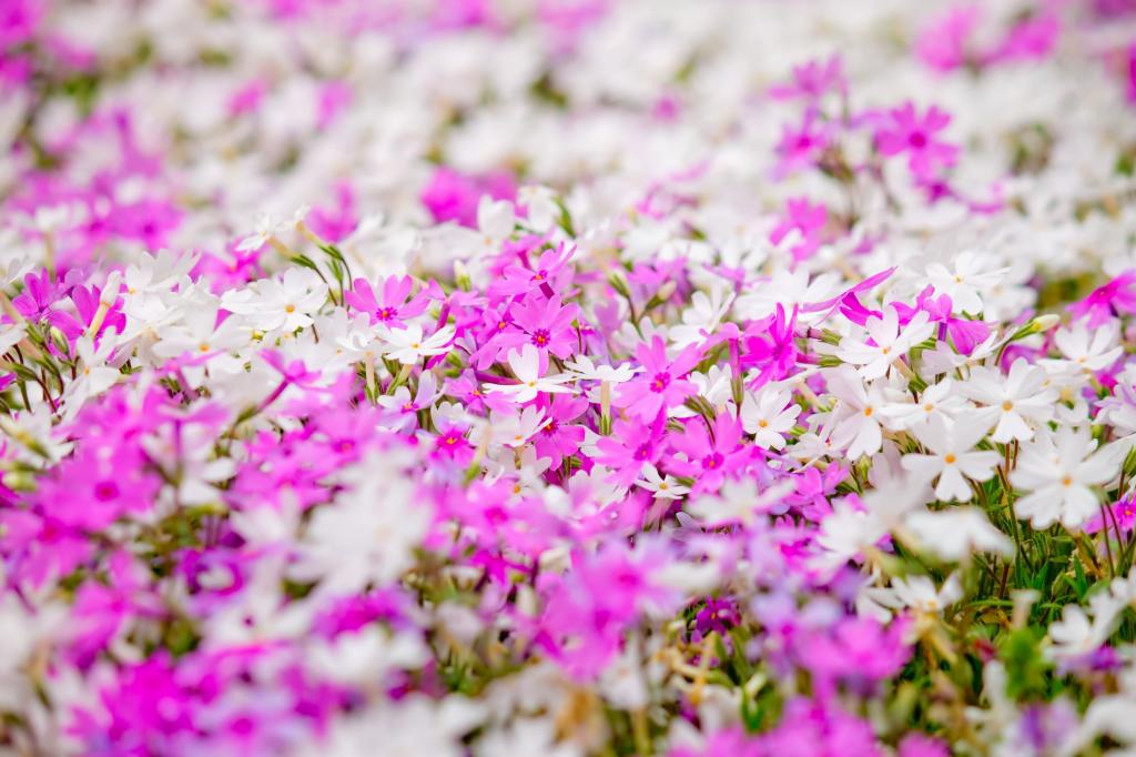 満開のピンクと白の花 風景 高品質の画像を壁紙 材料を入力します 壁紙 満開のピンクと白の花 風景 高品質の画像を壁紙 材料を入力します 壁紙