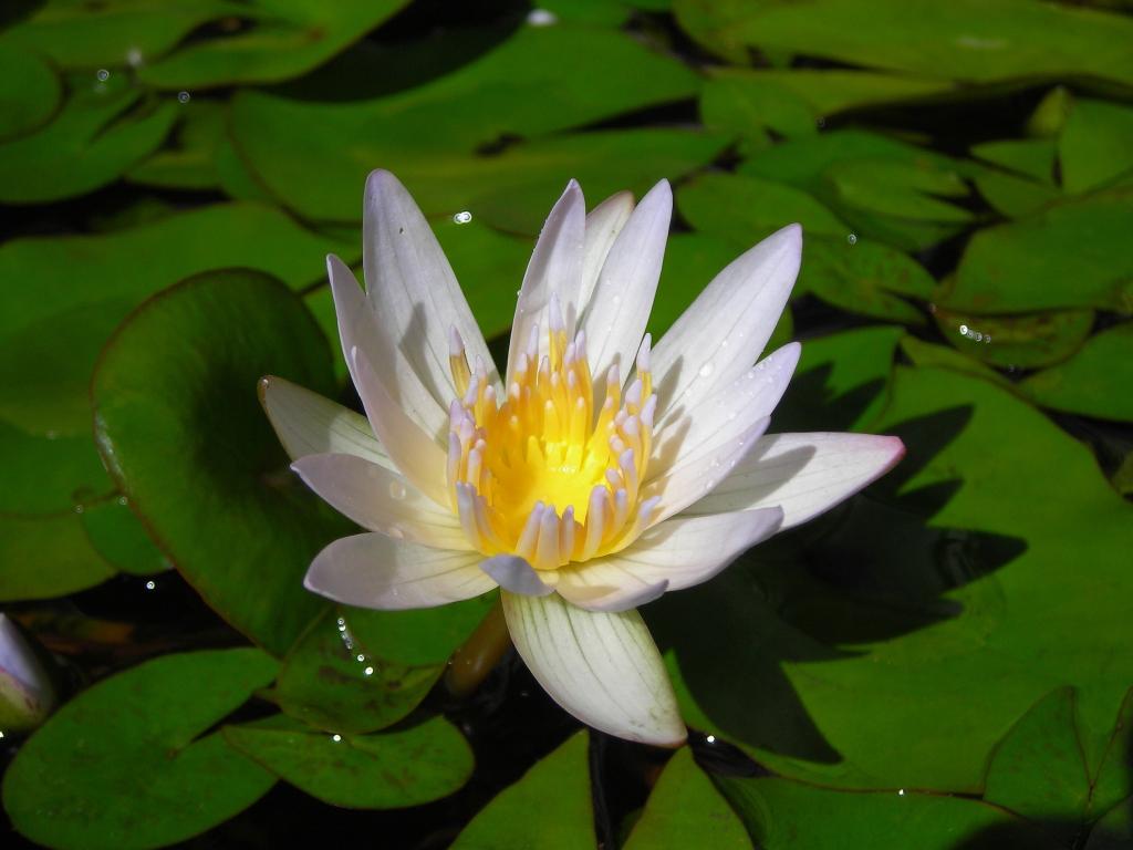 ロータス スイレンアルバ ダイキン区間ルソーの植物 夏 緑 花 花びら壁紙水 高精細画像 材料入力します 壁紙 ロータス スイレンアルバ ダイキン区間ルソーの植物 夏 緑 花 花びら壁紙水 高精細画像 材料入力します 壁紙