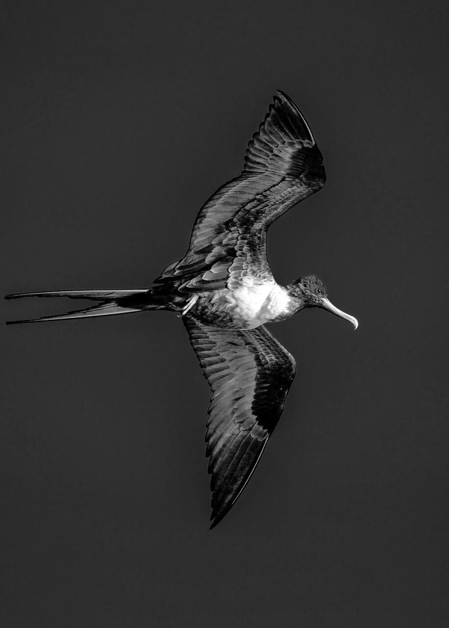 黒と白のフリゲート ムー など ッ区スイートの壁紙の鳥を容易に飛ぶ必要があり 翼 高精細の画像は 材料を入力します 壁紙