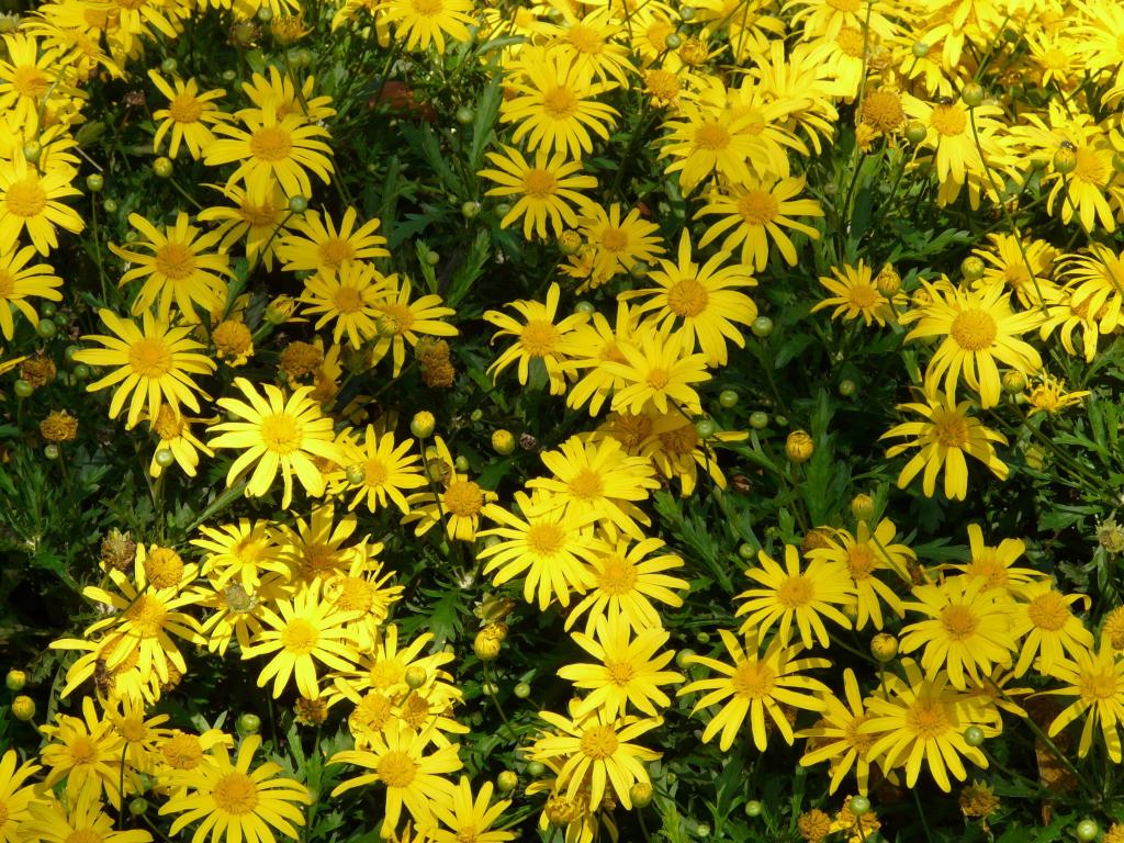 ゴールデンアイデイジー 黄色strauchmargerite Argyranthemum ツリーデイジー 区シリコーンーマーガレット 黄色 花 高精細画像a壁紙は 材料を入力します 壁紙 ゴールデンアイデイジー 黄色strauchmargerite Argyranthemum ツリーデイジー 区シリコーンーマーガレット 黄色 花 高精細画像a壁紙は 材料を入力します 壁紙